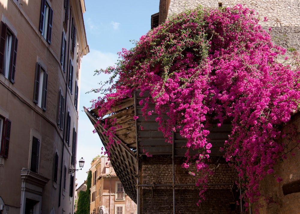 purple flowers growing on the side of a building