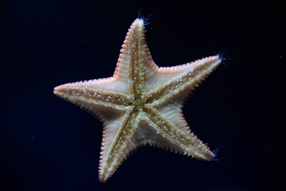 a close up of a starfish on a black background