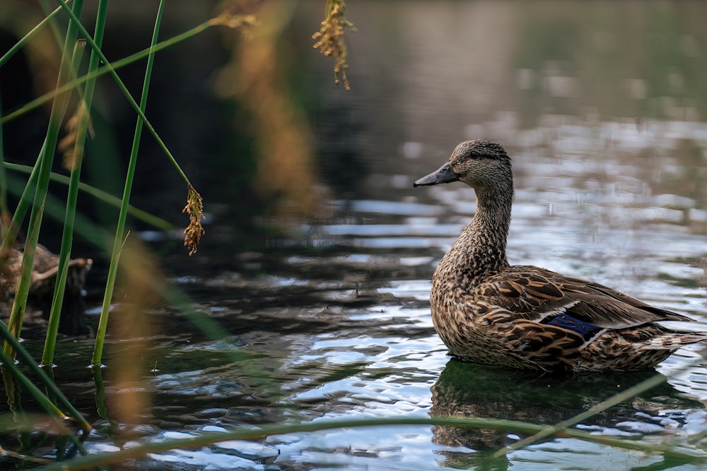 a duck floating on top of a body of water