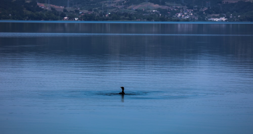 a lone bird swimming in the middle of a lake