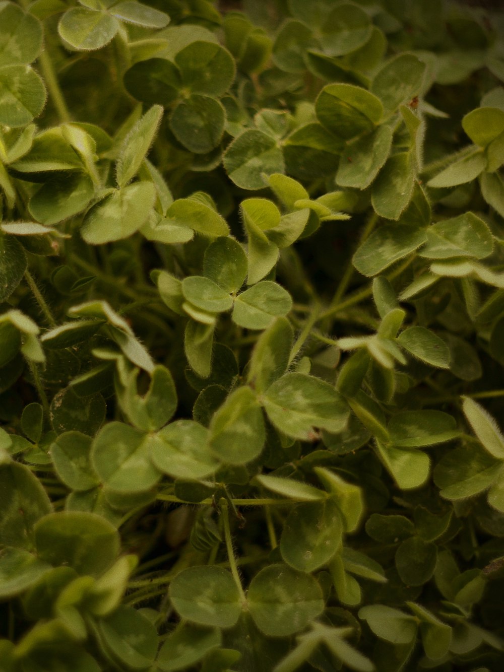 a close up of a plant with green leaves