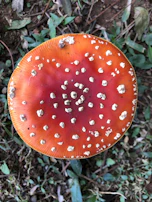 A snapshot of a clickable 'Click here for mushroom' button integrated beneath the mushroom image.