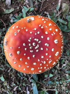 A snapshot of a clickable 'Click here for mushroom' button integrated beneath the mushroom image.