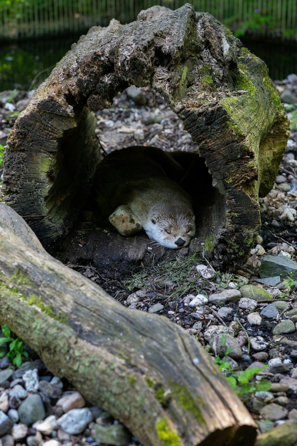 a cat that is laying down in a log