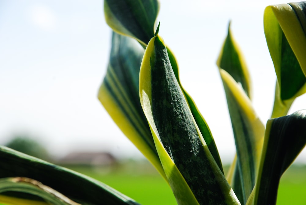 a close up of a plant with a sky background