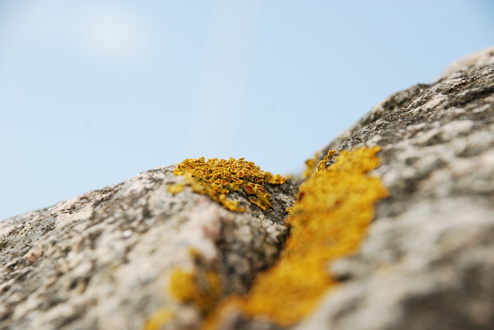 a close up of a yellow substance on a rock