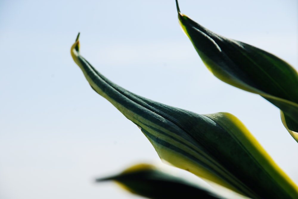 a close up of a green plant with sky in the background