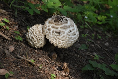A pair of white mushrooms with a textured, patterned surface grow on a forest floor surrounded by greenery and patches of soil. The larger mushroom is slightly elevated while the smaller one is nestled closer to the ground. The scene is dimly lit, suggesting a natural, wooded setting.
