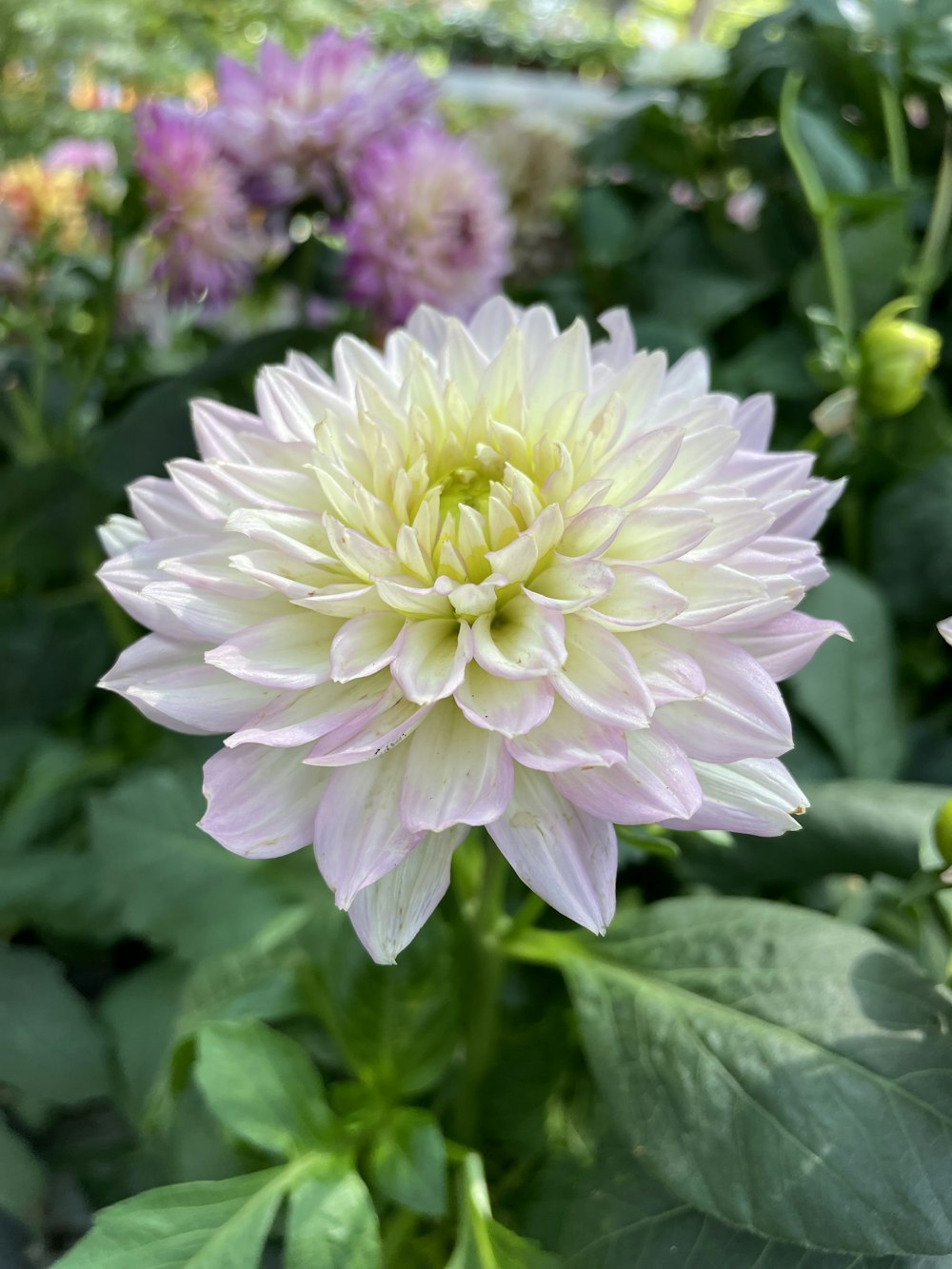 a large white flower surrounded by green leaves