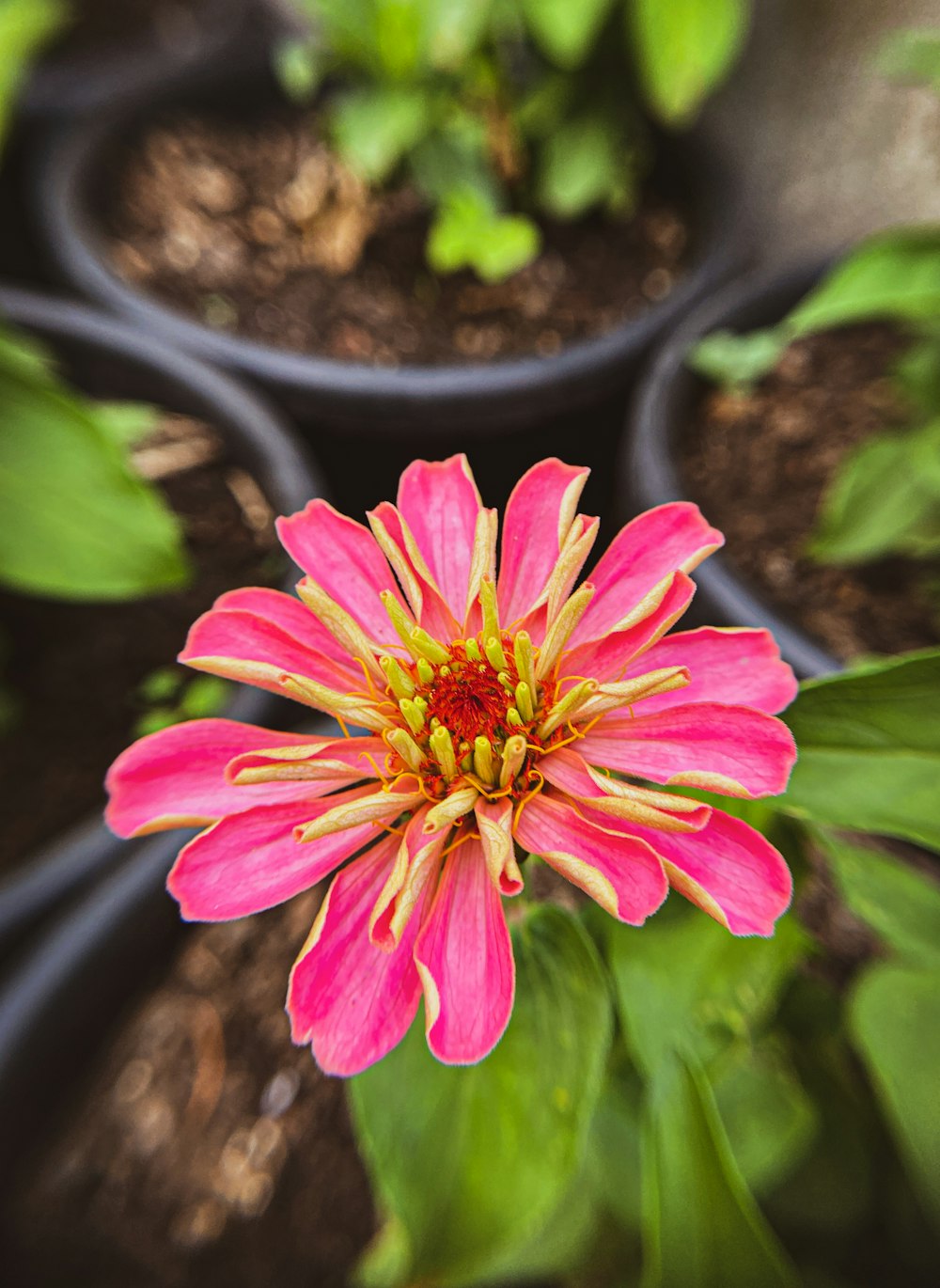 a close up of a pink flower in a garden