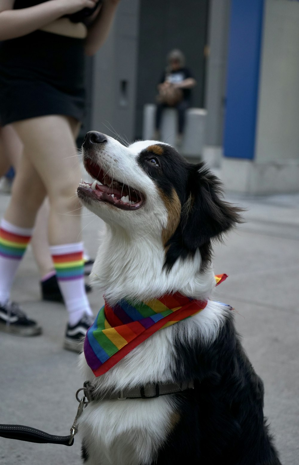 a dog wearing a rainbow collar and leash