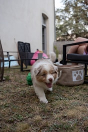 A fluffy puppy with a cream and brown coat is running on a patchy grass lawn. Surrounding the puppy are outdoor furniture pieces including chairs and a table, and a large rectangular planter with a pink and green plant. There is a beige pet basket with a paw print on it nearby. A large, off-white building with a window is in the background, along with some trees and a wooden fence.