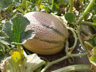 a close up of a melon growing in a field