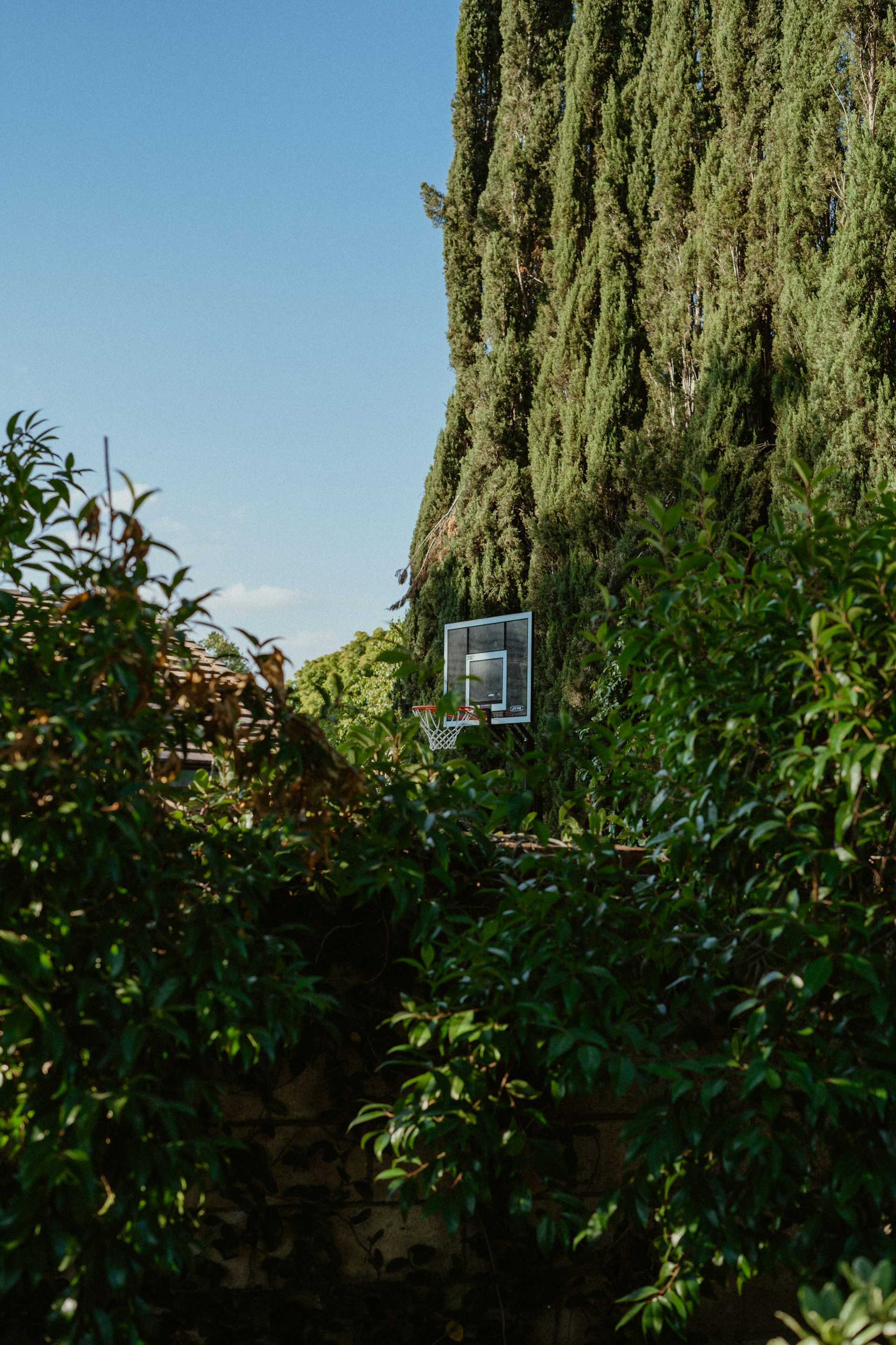 a basketball hoop in the middle of some trees