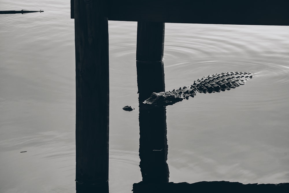 a black and white photo of a leaf floating on water