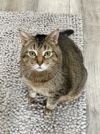 A tabby cat with a rounded face and bright green eyes is sitting on a textured gray rug. The cat has a brown and black striped pattern on its fur and is looking directly at the camera with an attentive expression. The floorboards surrounding the rug are light-colored wood.