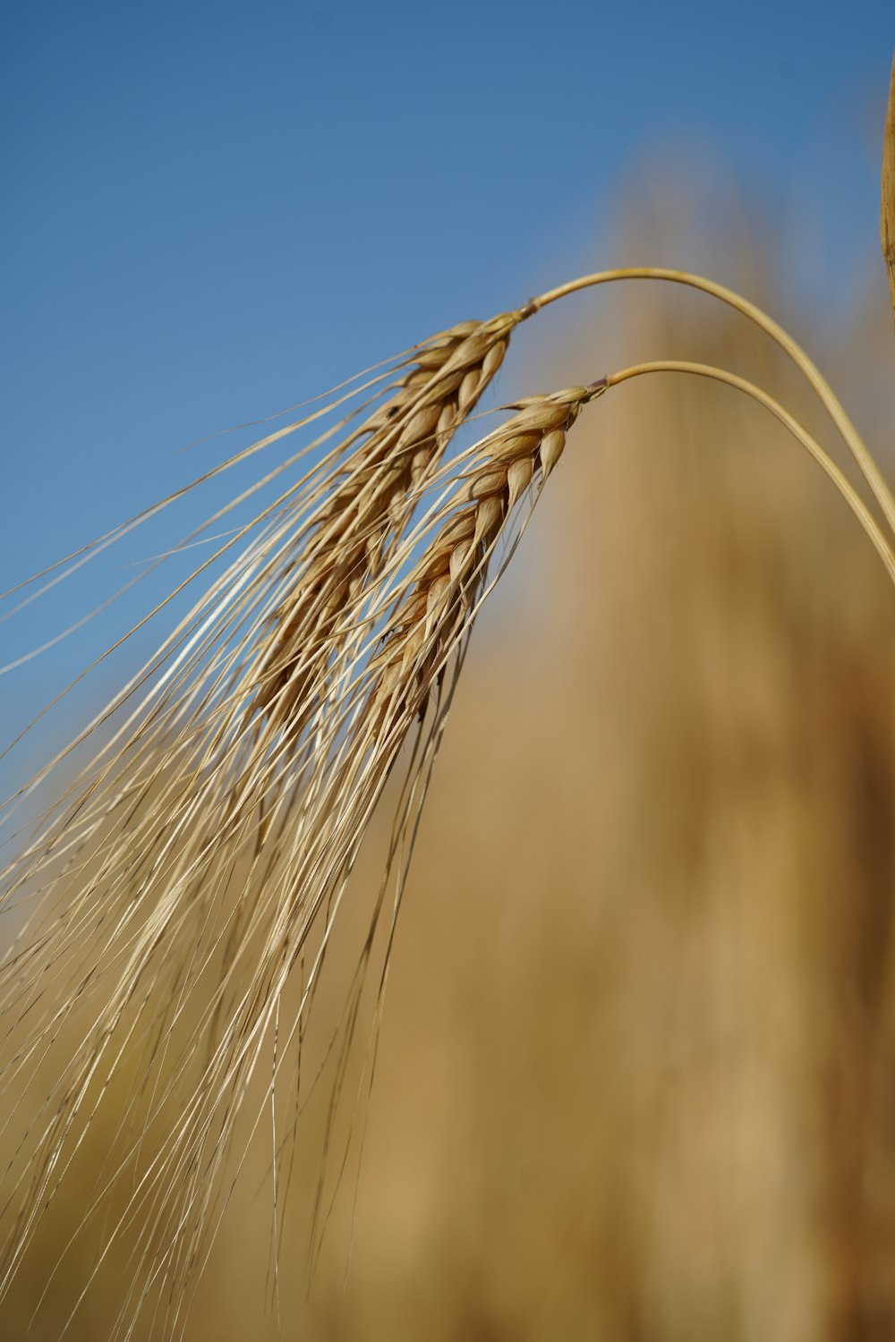 a close up of a wheat plant with a blue sky in the background