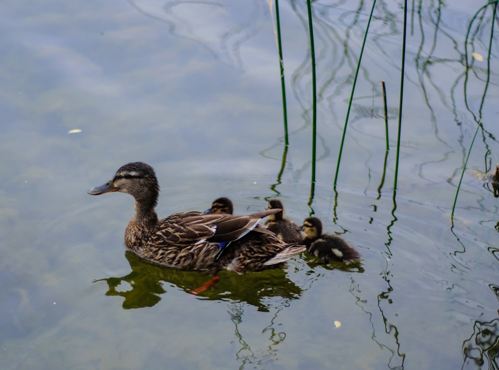 a mother duck and her ducklings swimming in a pond