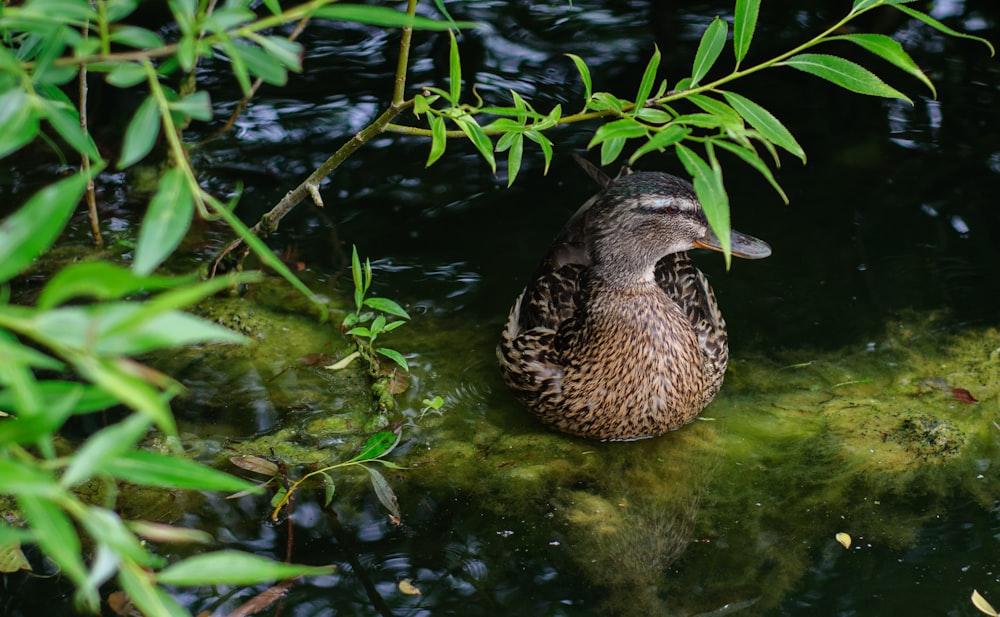 a duck that is sitting in some water