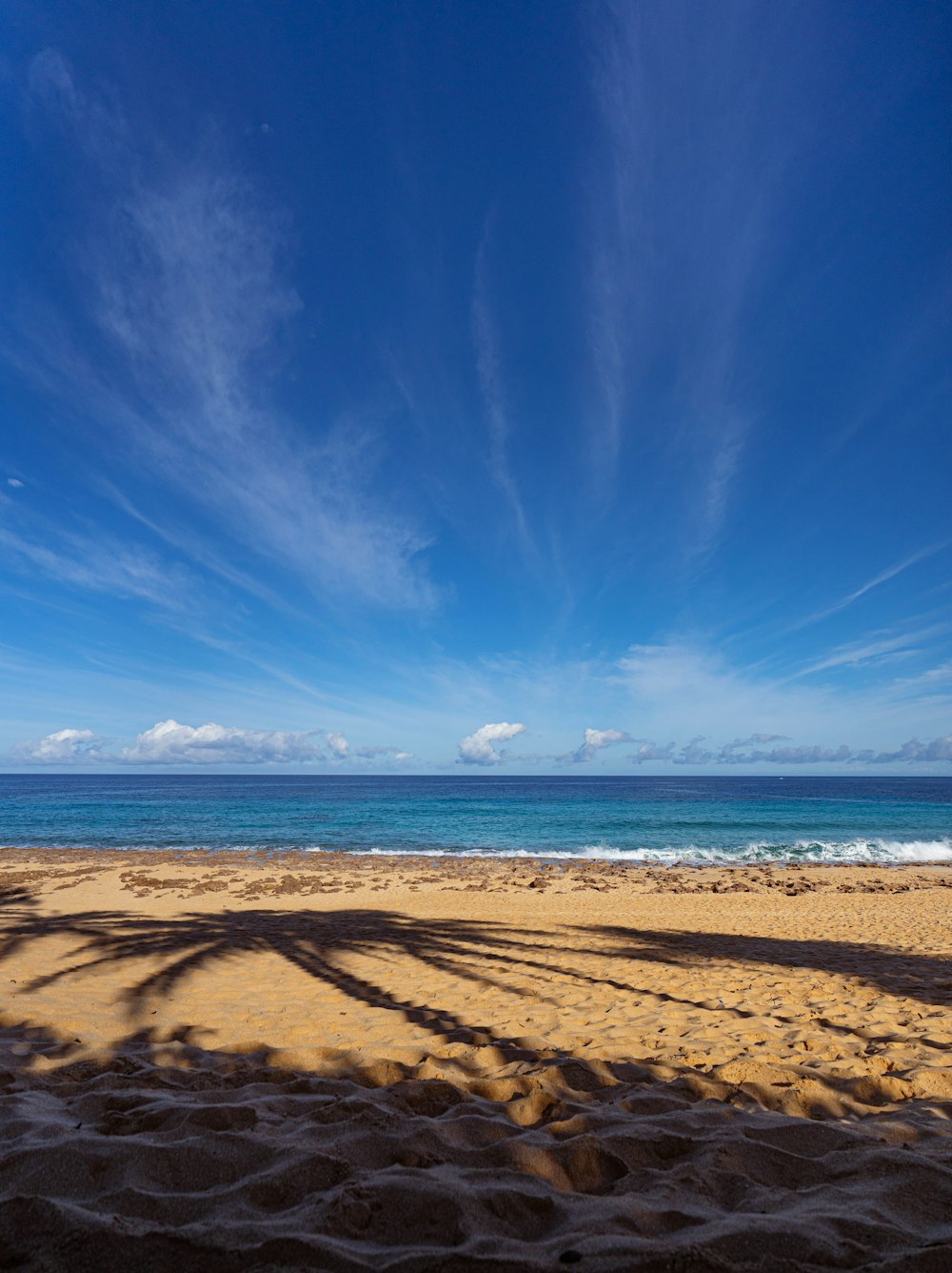 a shadow of a tree on a beach