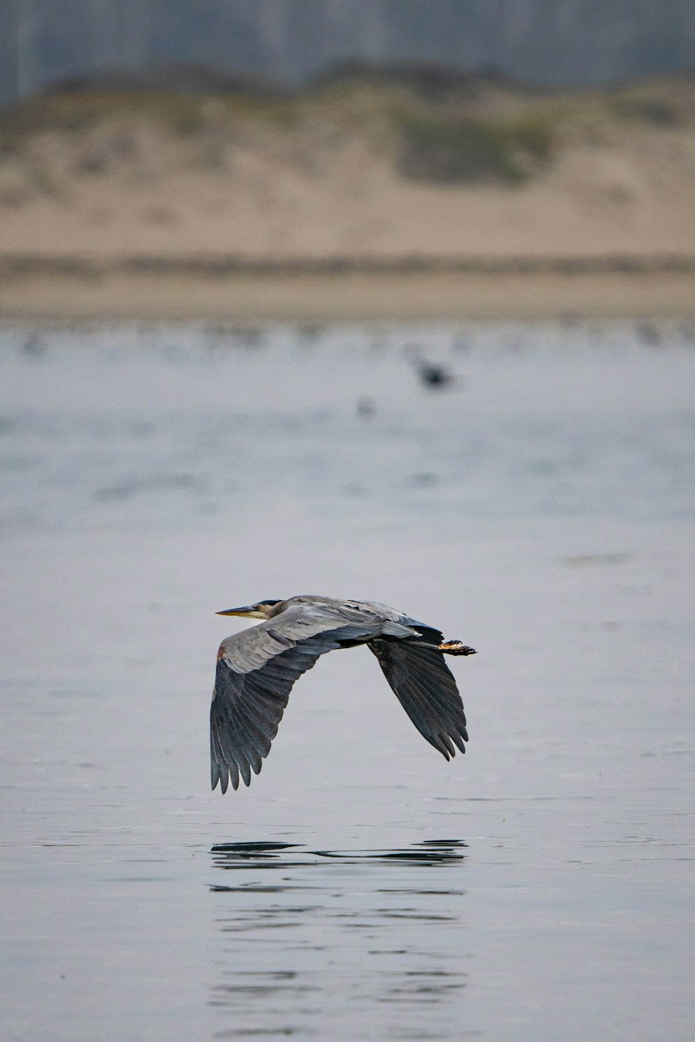 a bird flying over a body of water