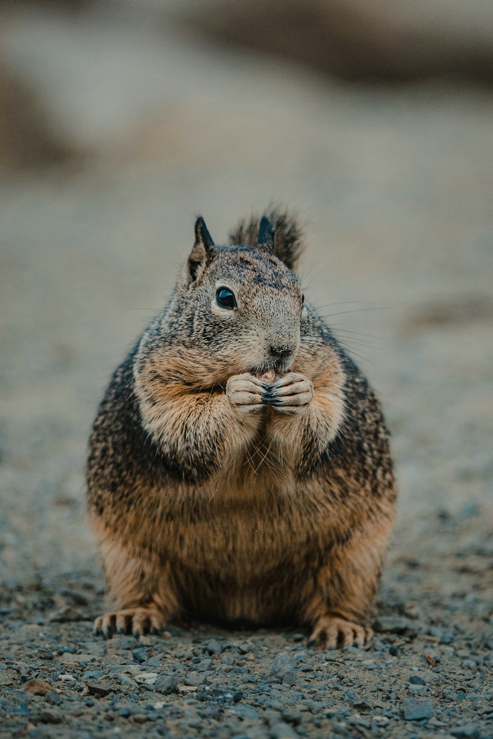 a squirrel is standing on its hind legs