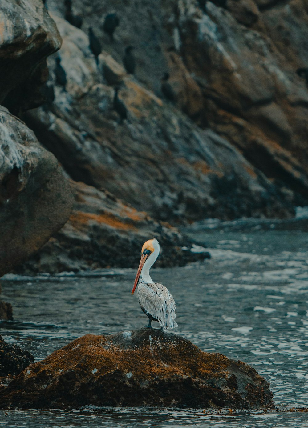 a bird sitting on a rock in the water