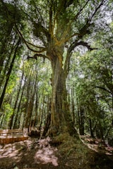 a large tree in the middle of a forest