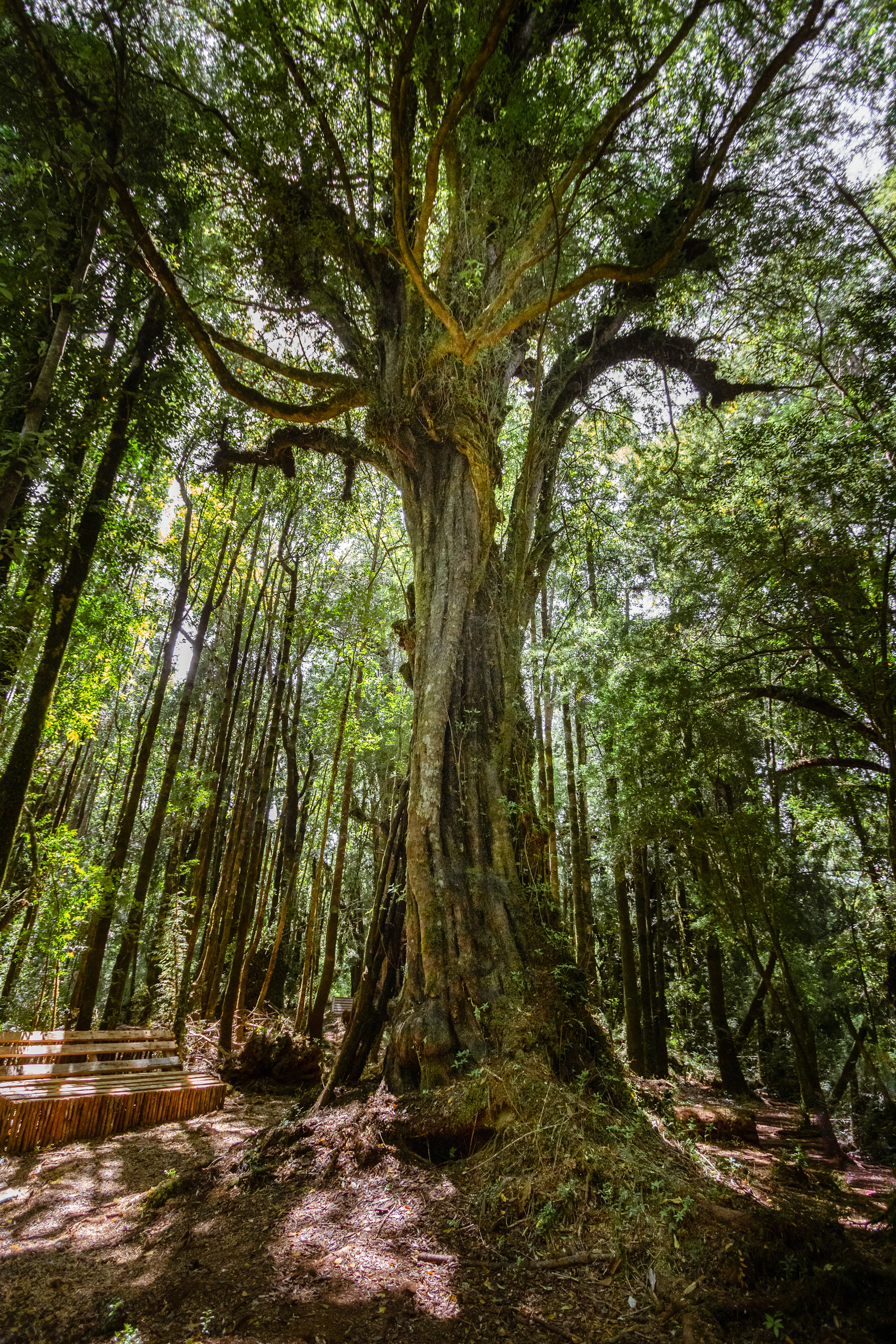 a large tree in the middle of a forest