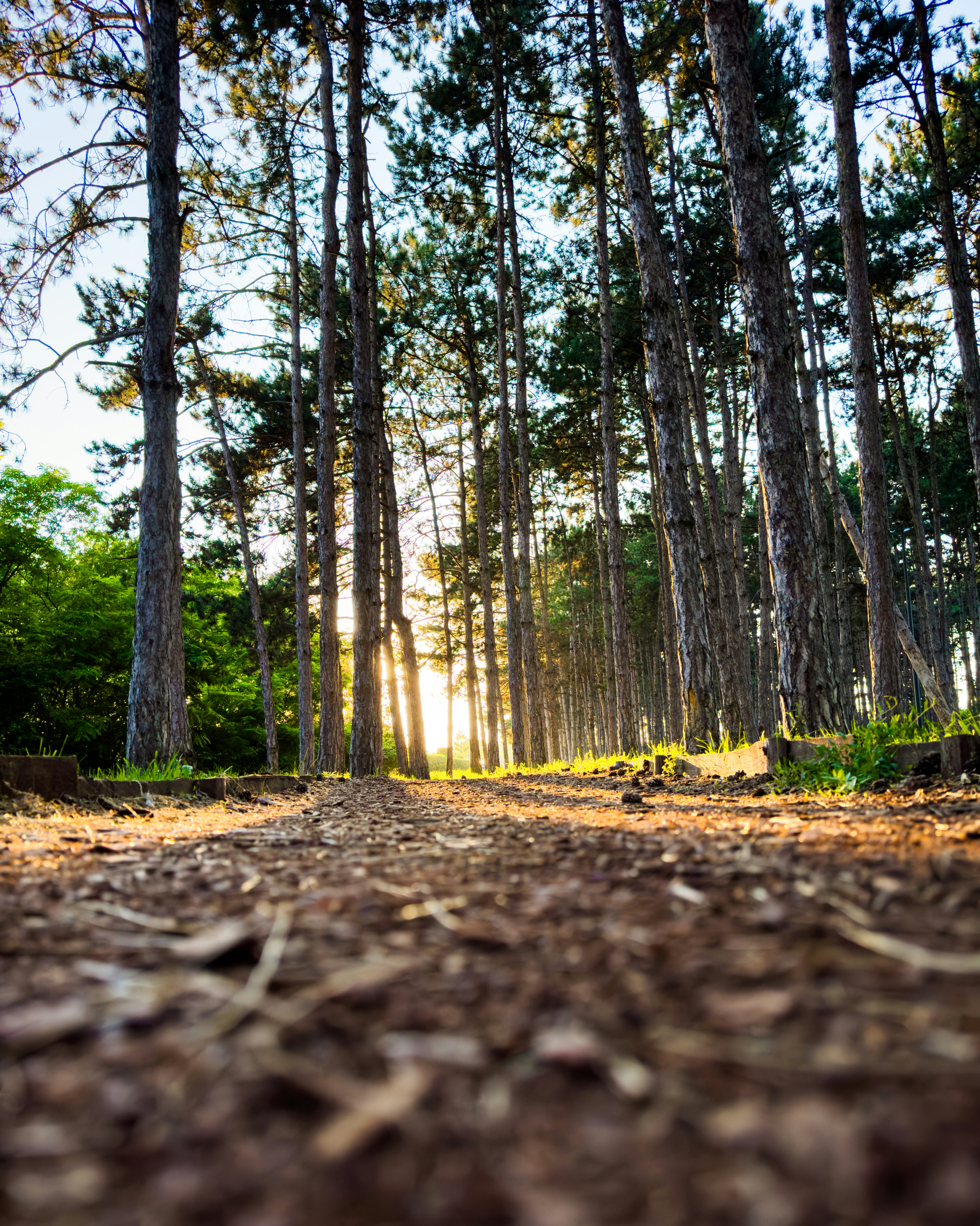 Sunlight filtering through tall forest trees along a mountain hiking trail