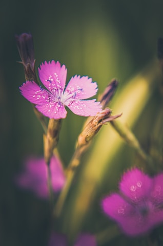 a close up of a pink flower with water droplets on it