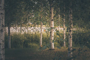 a group of trees that are standing in the grass