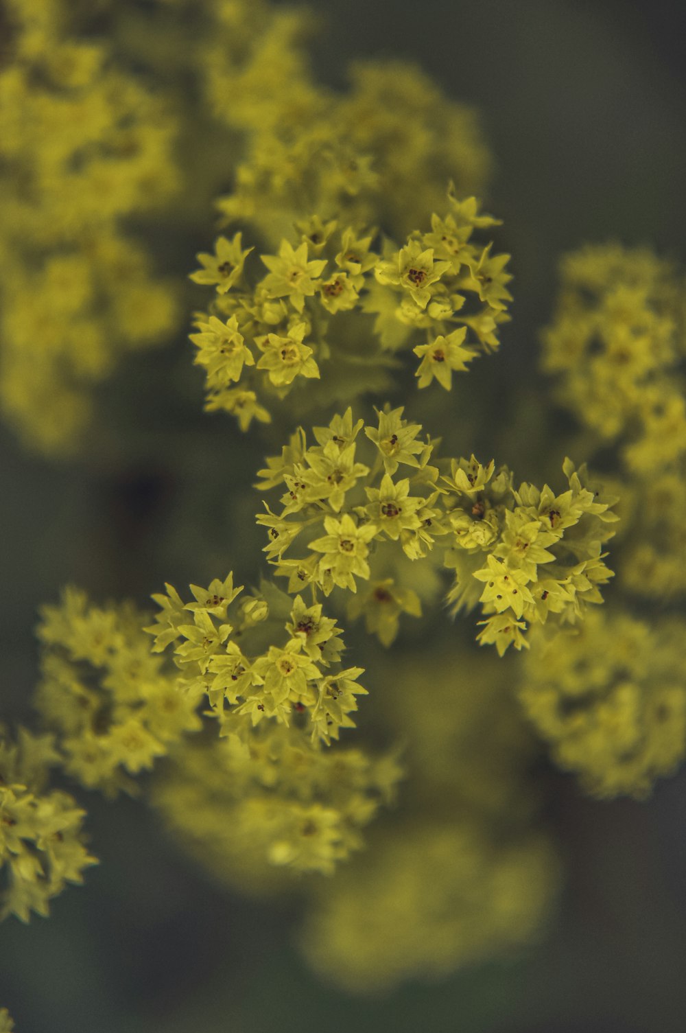 a close up of a bunch of yellow flowers