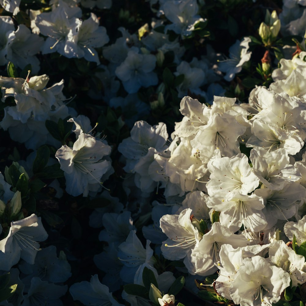 a bunch of white flowers in a field