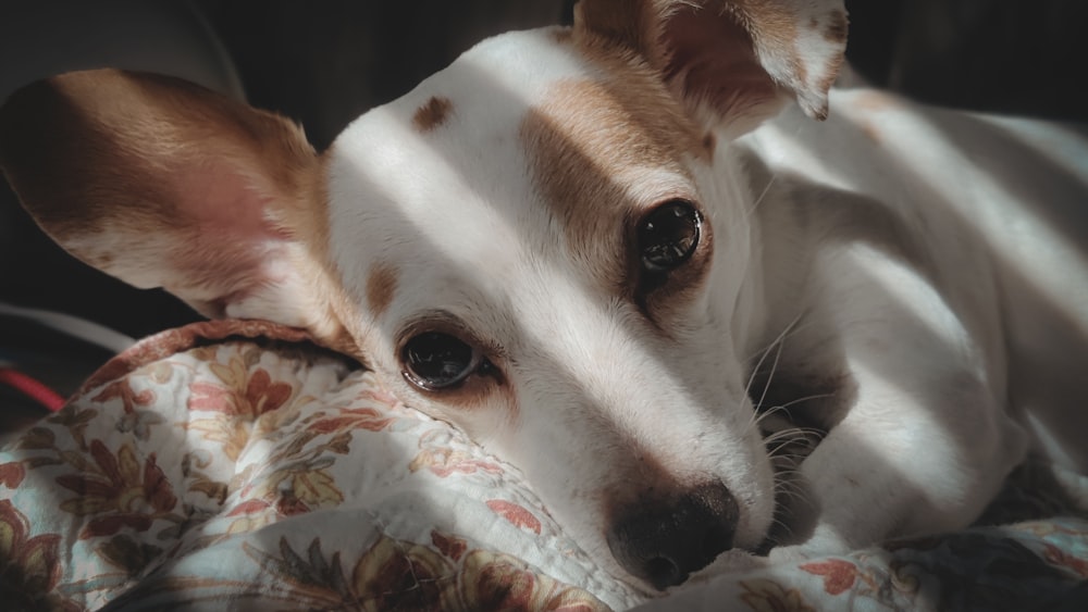 a dog is laying down on a blanket