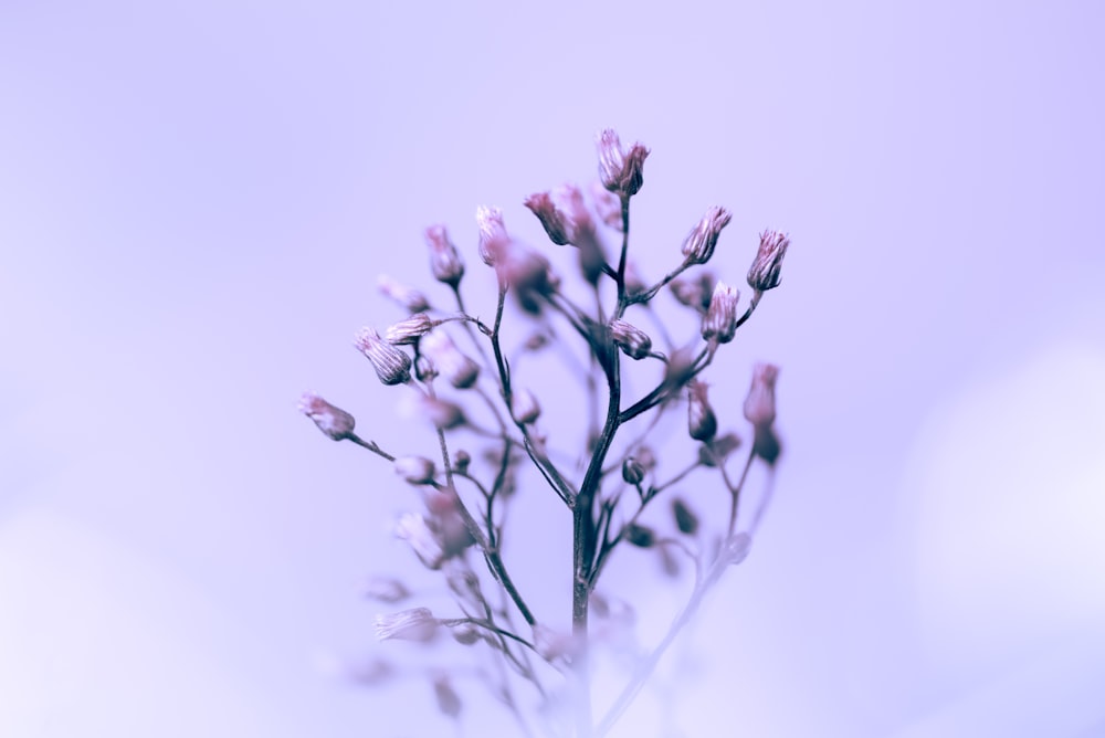 a close up of a plant with pink flowers