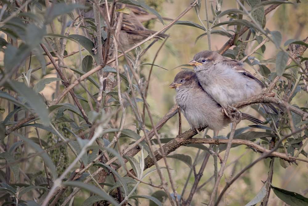 a couple of birds sitting on top of a tree branch