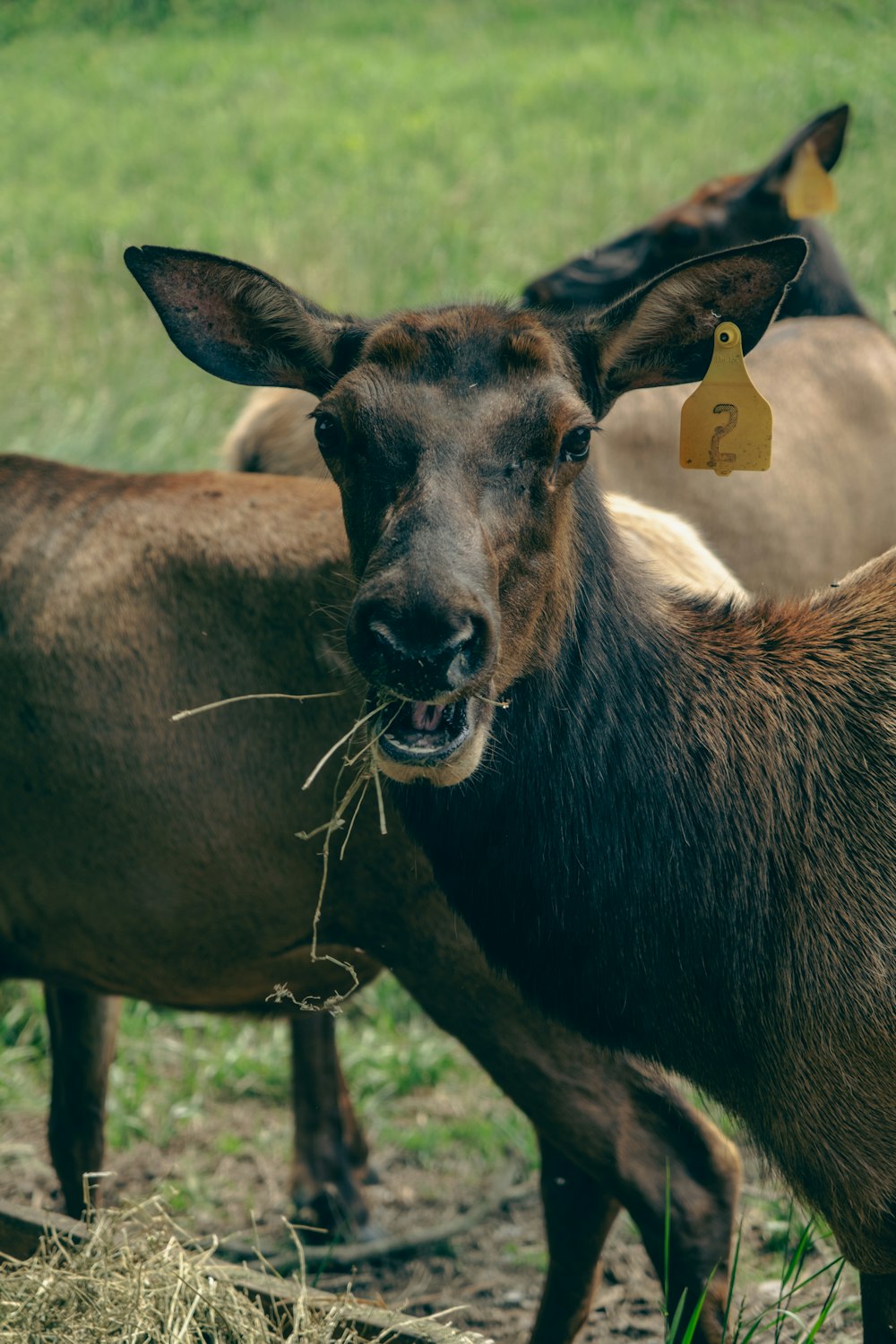 a close up of a goat with a stick in its mouth