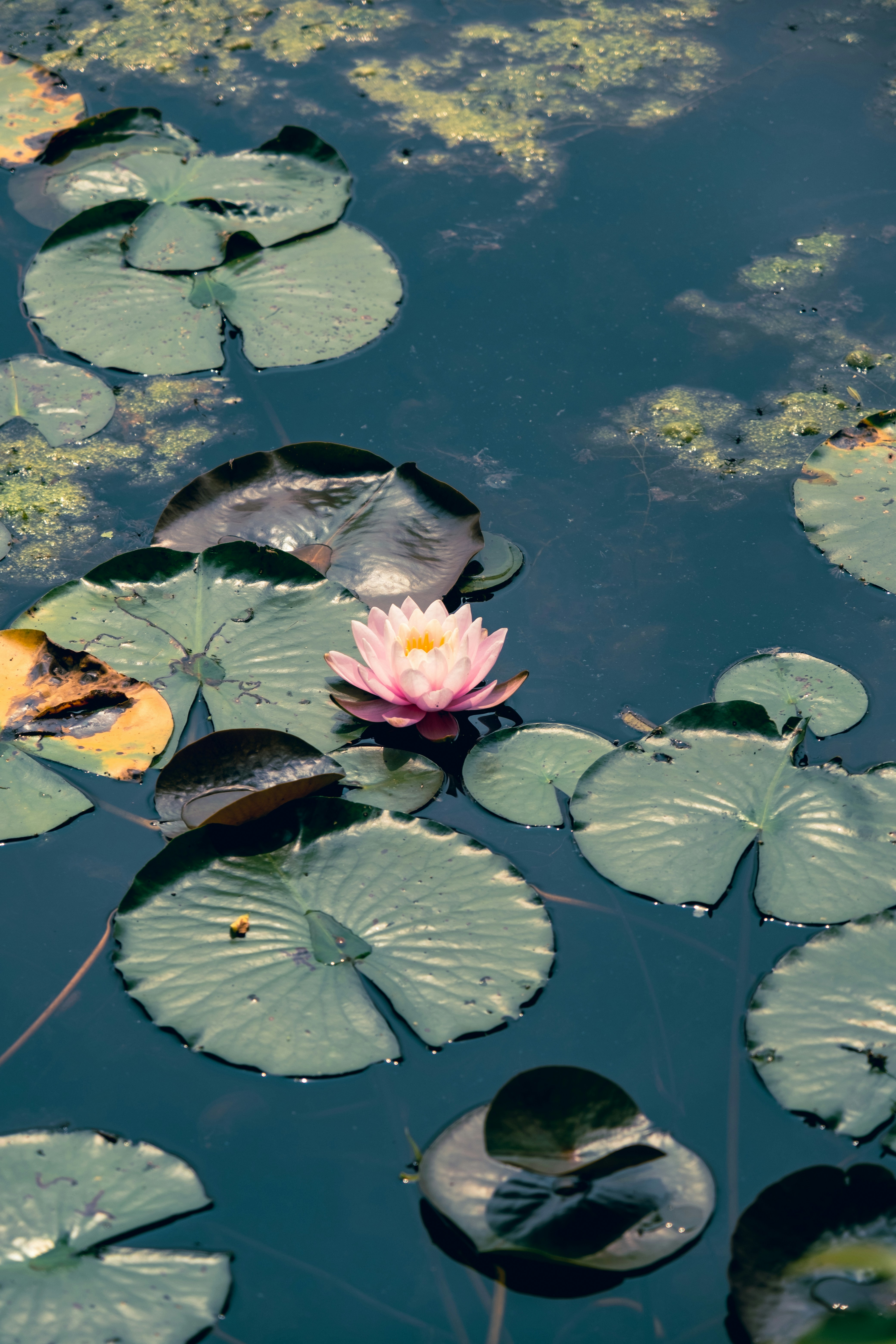 Photo by nellie_adamyan