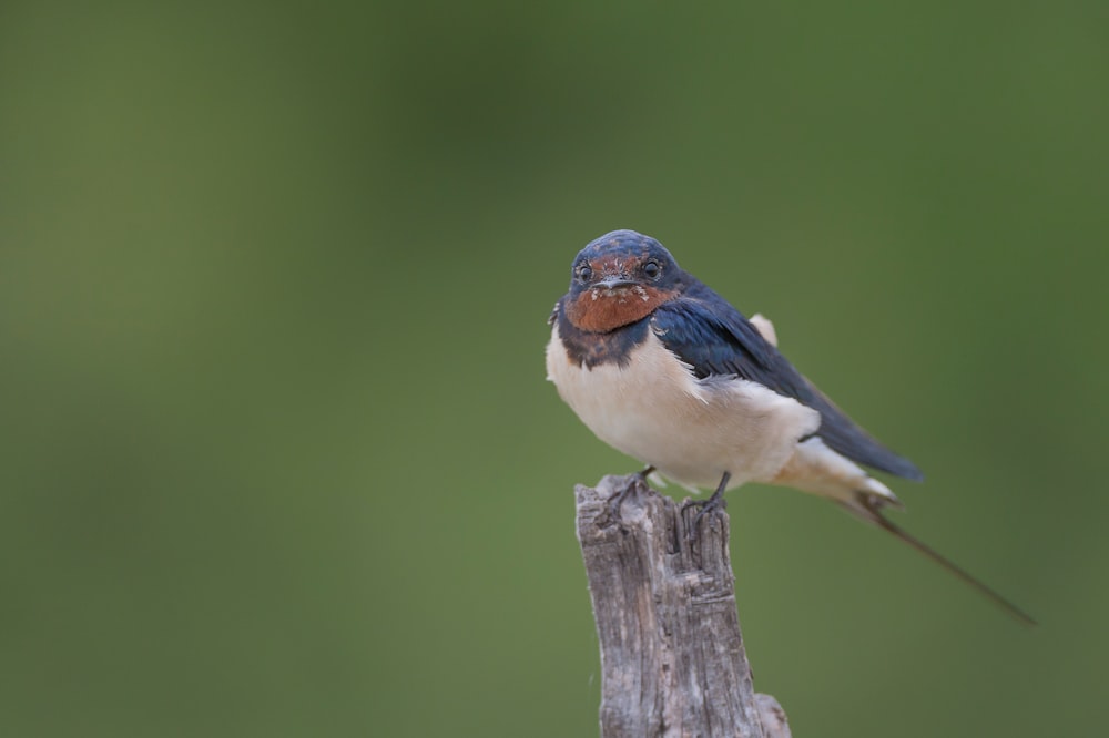 a small bird sitting on top of a wooden post