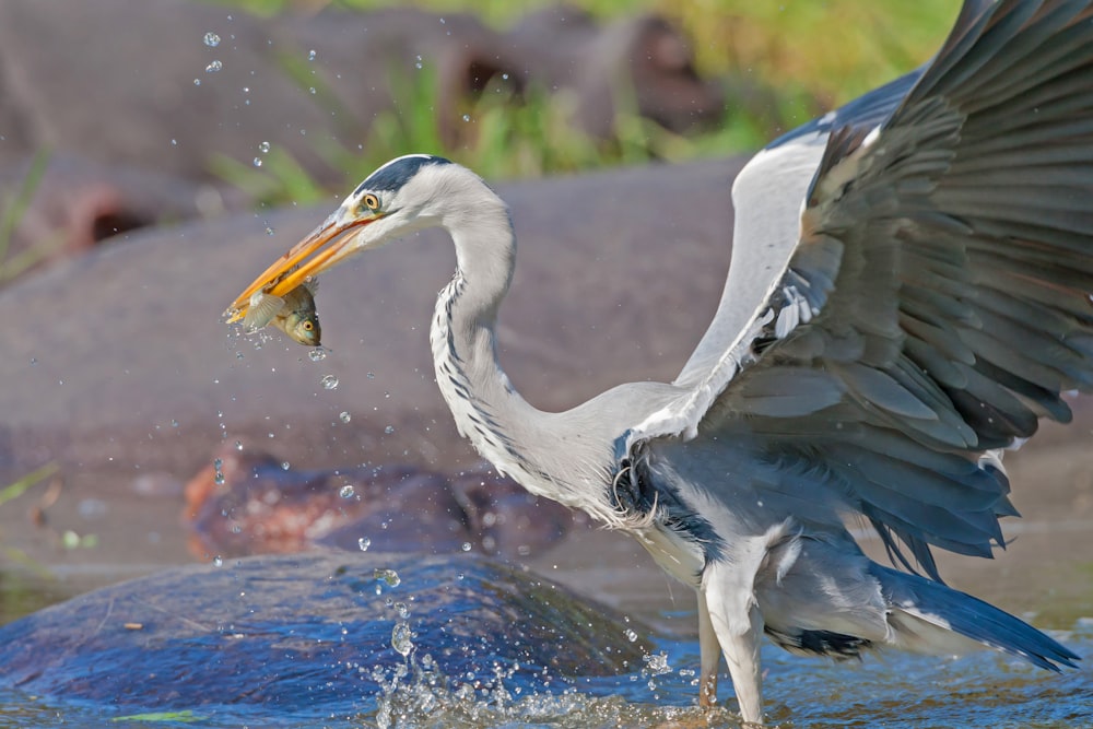 a large bird with a fish in its mouth