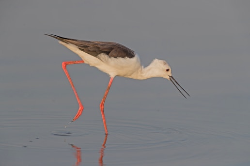 a white and black bird with a long beak