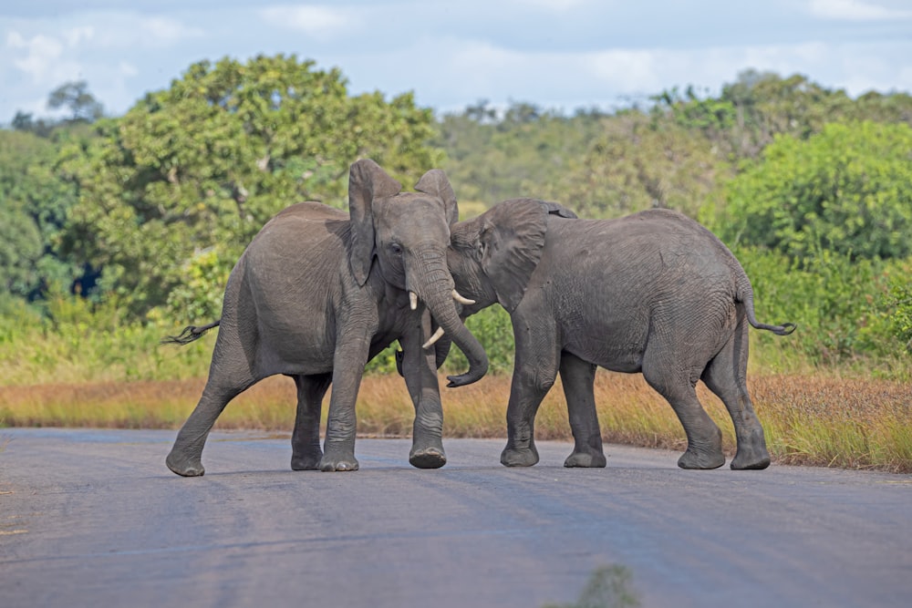 a couple of elephants standing on the side of a road