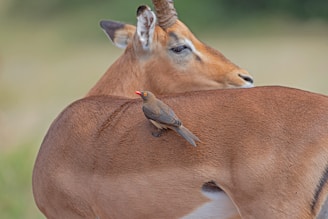 A bird with a bright orange beak is perched on the back of a large antelope. The antelope has a light brown coat and appears relaxed in its natural habitat. The background is blurred green and beige, indicating an open landscape.