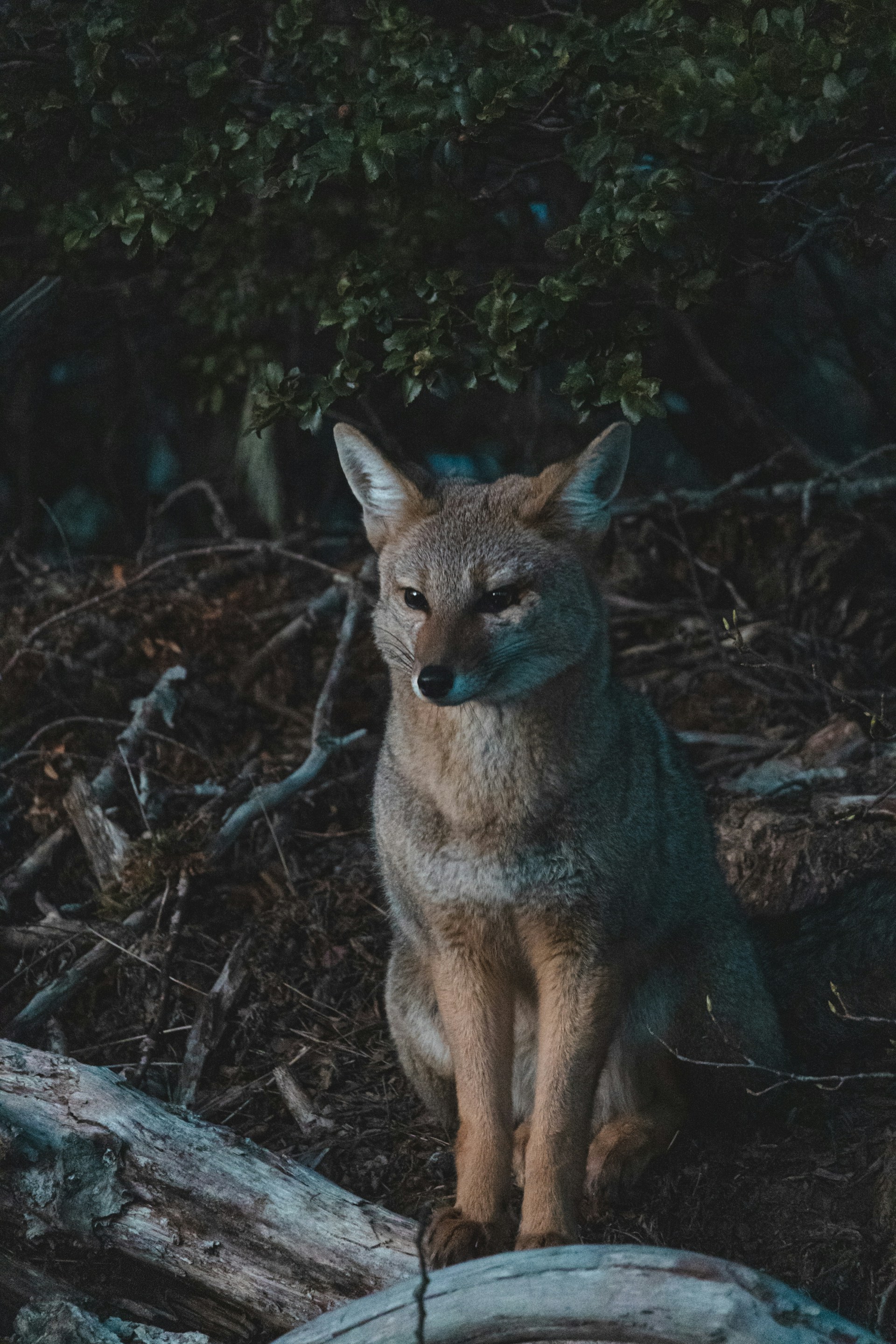 A fox is sitting in a forested area at night, surrounded by dark foliage and wooden logs. The lighting is low, giving the scene a serene yet mysterious atmosphere.