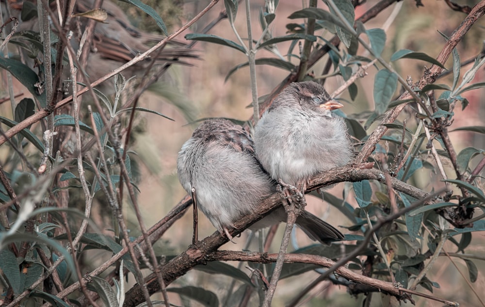 a couple of birds sitting on top of a tree branch