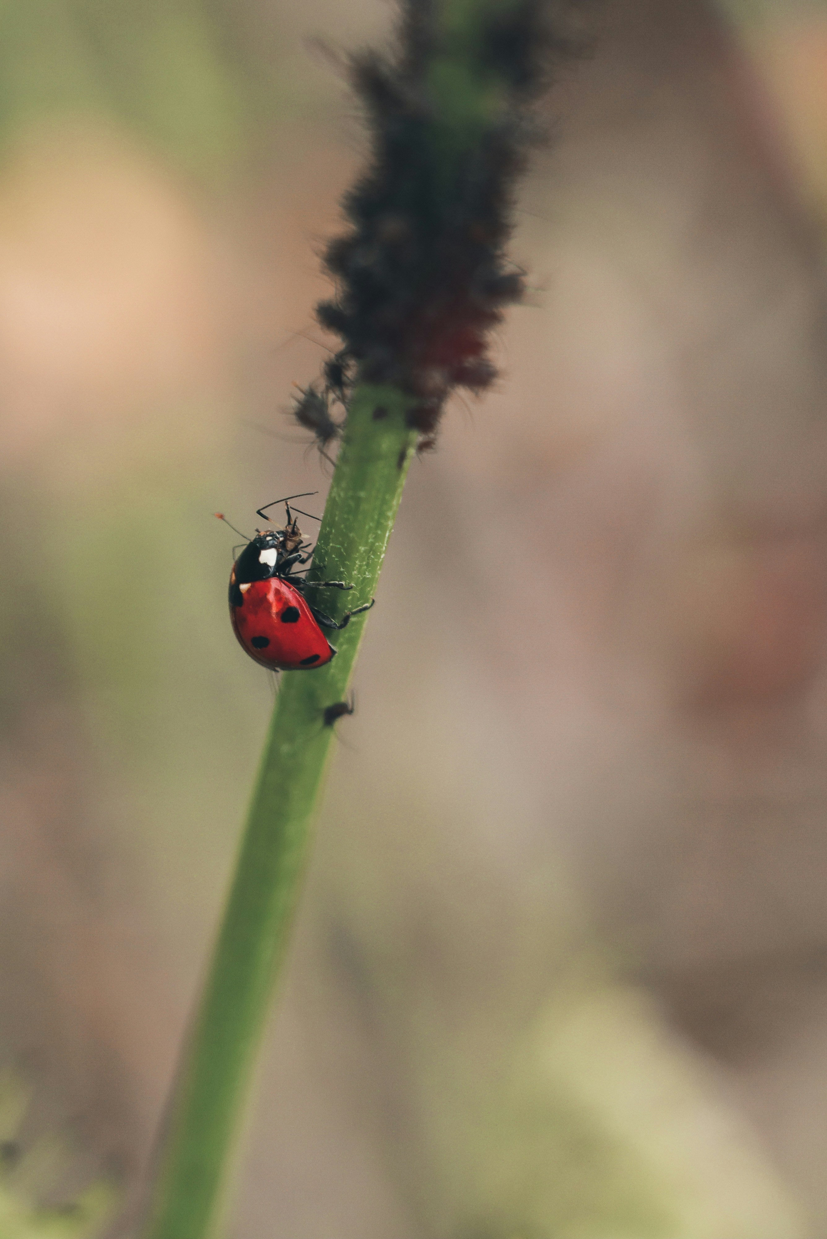 Photo by greenmood