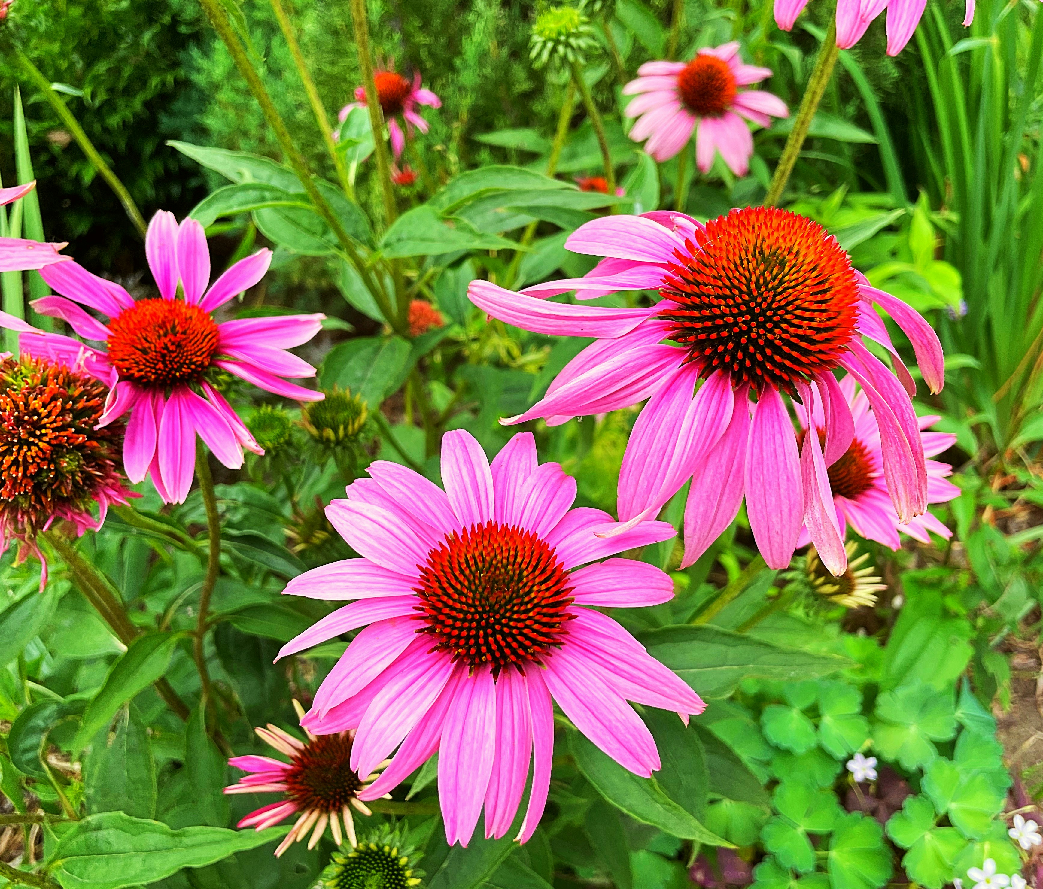 Photo by raymondmeaguirre