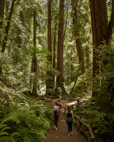A group of eco-tourists walking along a shaded forest trail, immersed in the sounds of birds and rustling leaves.