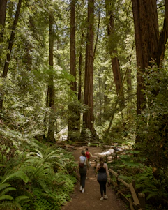 A diverse group of everyday people enjoying a peaceful walk through a sunlit forest trail, embodying calm and progress.